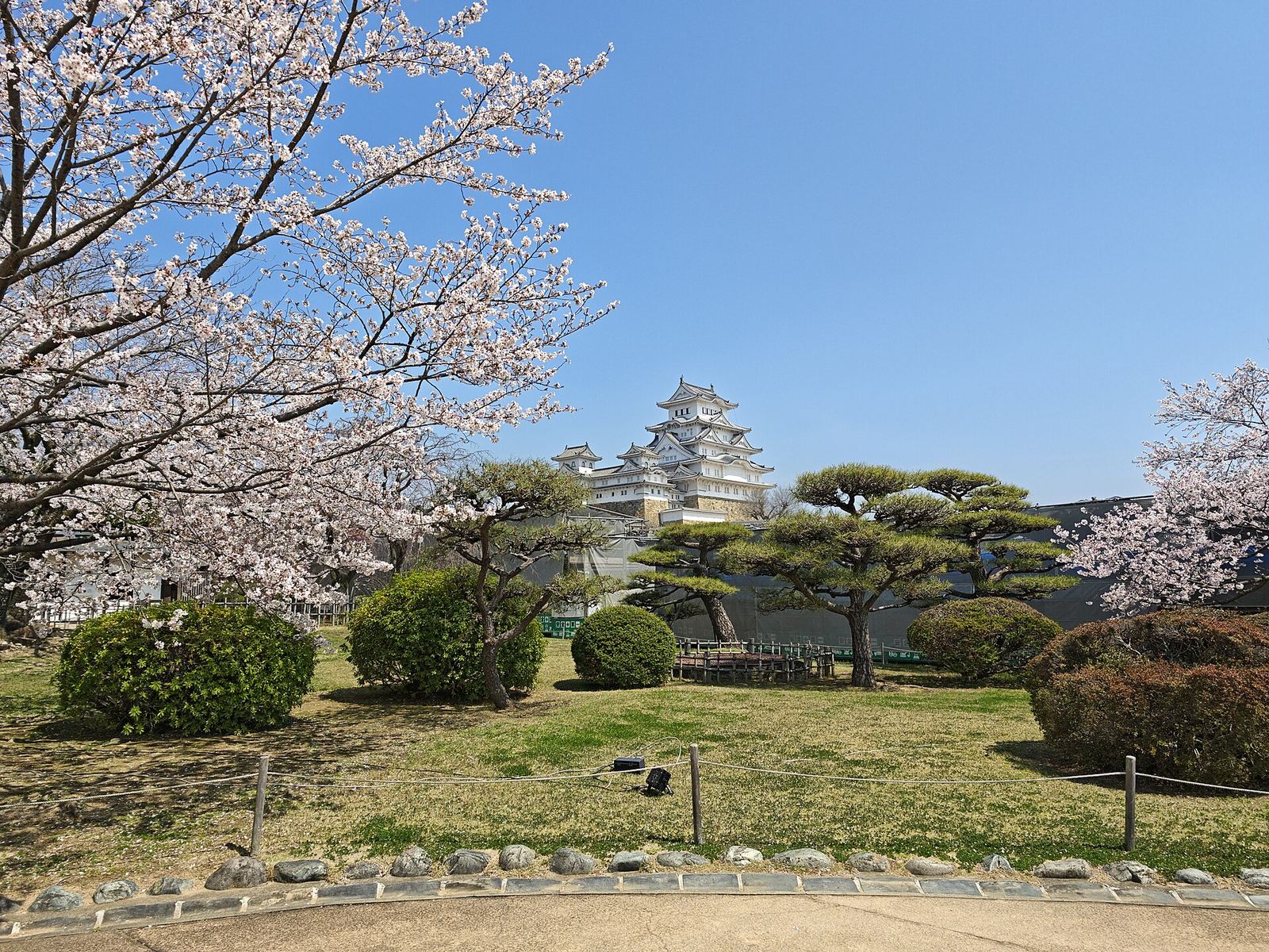 Himeji Castle framed by cherry blossoms in full bloom